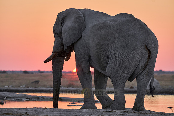 male African bush elephant (Loxodonta africana) during sunset at waterhole