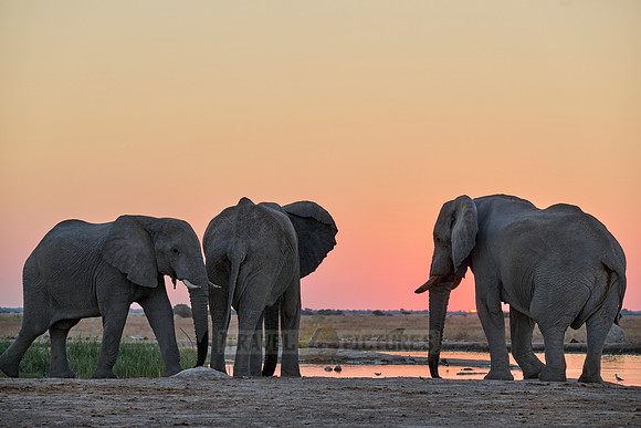 male African bush elephant (Loxodonta africana) during sunset at waterhole