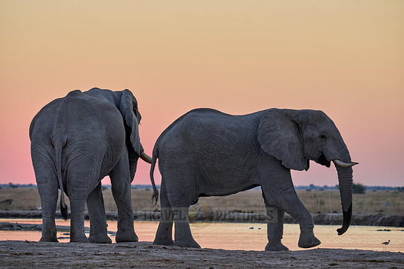 male African bush elephant (Loxodonta africana) during sunset at waterhole