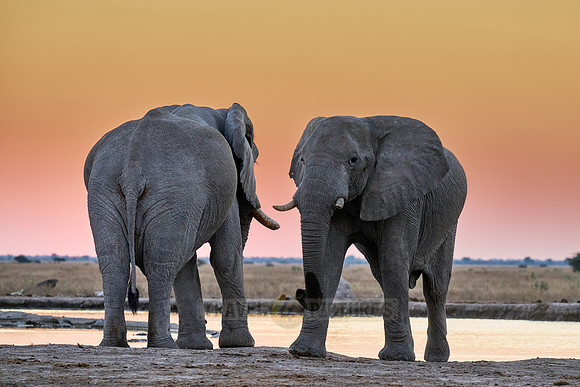 male African bush elephant (Loxodonta africana) during sunset at waterhole