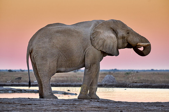 male African bush elephant (Loxodonta africana) during sunset at waterhole