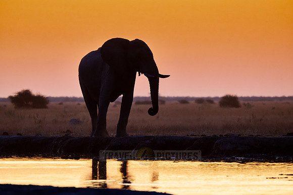 male African bush elephant (Loxodonta africana) during sunset at waterhole