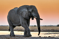 male African bush elephant (Loxodonta africana) during sunset at waterhole