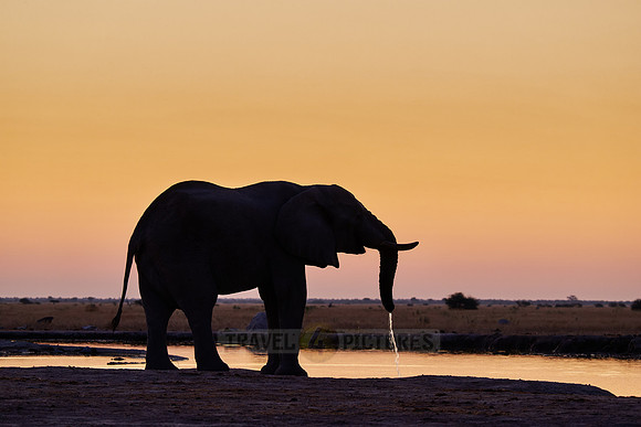male African bush elephant (Loxodonta africana) during sunset at waterhole