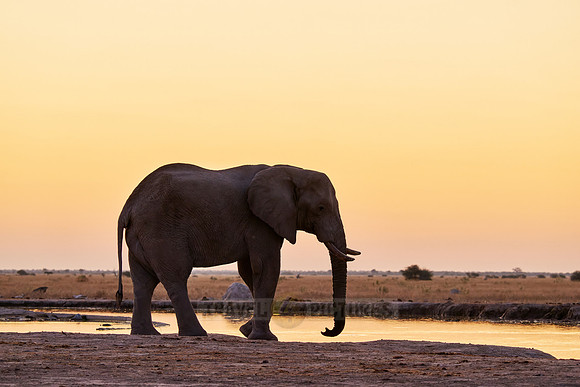 male African bush elephant (Loxodonta africana) during sunset at waterhole