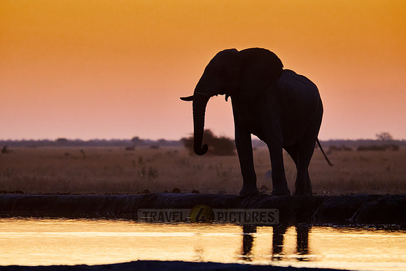male African bush elephant (Loxodonta africana) during sunset at waterhole