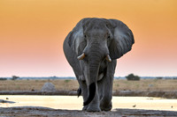 male African bush elephant (Loxodonta africana) during sunset at waterhole