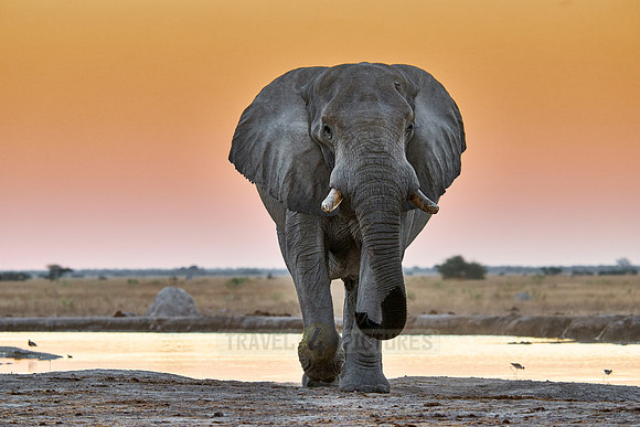 male African bush elephant (Loxodonta africana) during sunset at waterhole