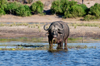 African buffalo (Syncerus caffer) feeding at Chobe River
