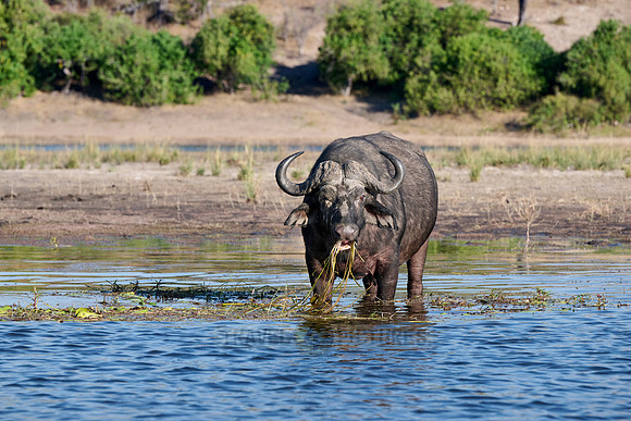 African buffalo (Syncerus caffer) feeding at Chobe River