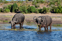 African buffalo at Chobe River, Botswana 2025