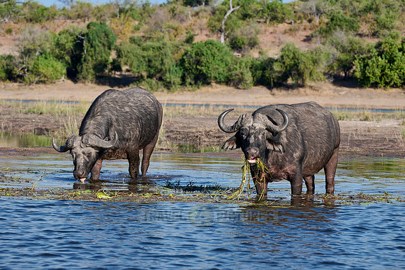 African buffalo (Syncerus caffer) feeding at Chobe River