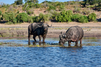 African buffalo (Syncerus caffer) feeding at Chobe River