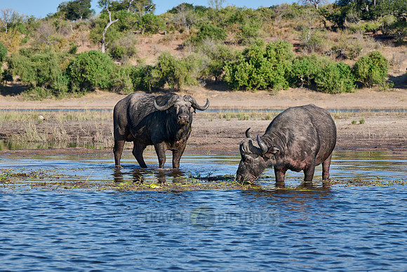 African buffalo (Syncerus caffer) feeding at Chobe River