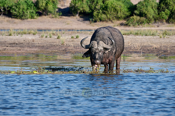 African buffalo (Syncerus caffer) feeding at Chobe River