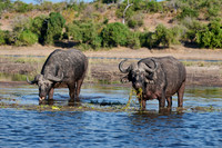 African buffalo (Syncerus caffer) feeding at Chobe River