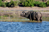 African buffalo (Syncerus caffer) feeding at Chobe River