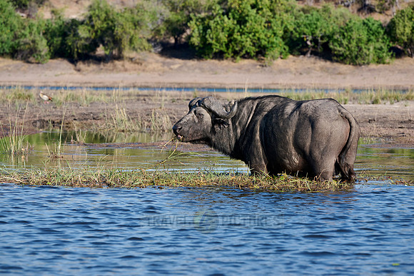 African buffalo (Syncerus caffer) feeding at Chobe River