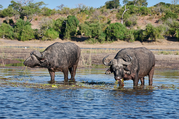 African buffalo (Syncerus caffer) feeding at Chobe River
