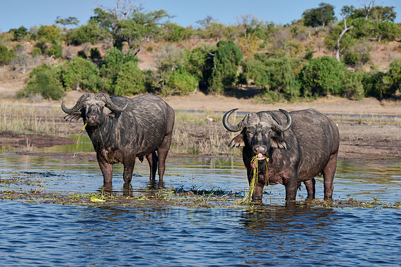 African buffalo (Syncerus caffer) feeding at Chobe River