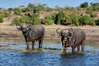 African buffalo (Syncerus caffer) feeding at Chobe River