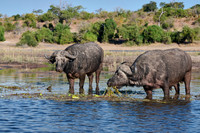 African buffalo (Syncerus caffer) feeding at Chobe River