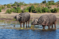 African buffalo (Syncerus caffer) feeding at Chobe River