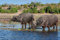 African buffalo (Syncerus caffer) feeding at Chobe River