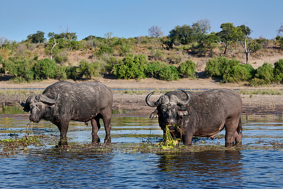 African buffalo (Syncerus caffer) feeding at Chobe River