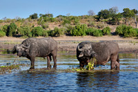 African buffalo (Syncerus caffer) feeding at Chobe River
