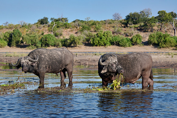 African buffalo (Syncerus caffer) feeding at Chobe River