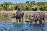 African buffalo (Syncerus caffer) feeding at Chobe River