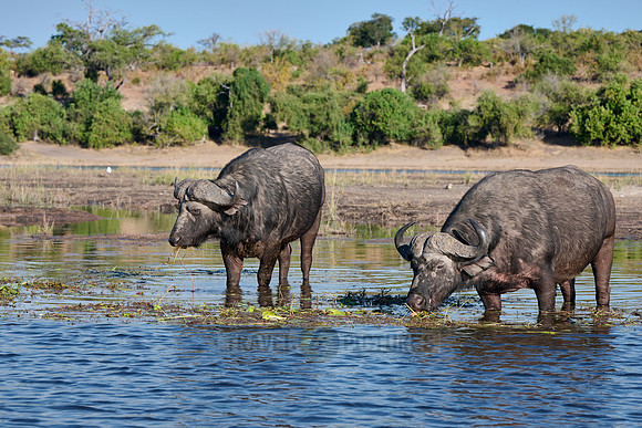 African buffalo (Syncerus caffer) feeding at Chobe River