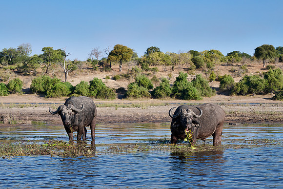 African buffalo (Syncerus caffer) feeding at Chobe River