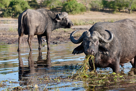 African buffalo (Syncerus caffer) feeding at Chobe River
