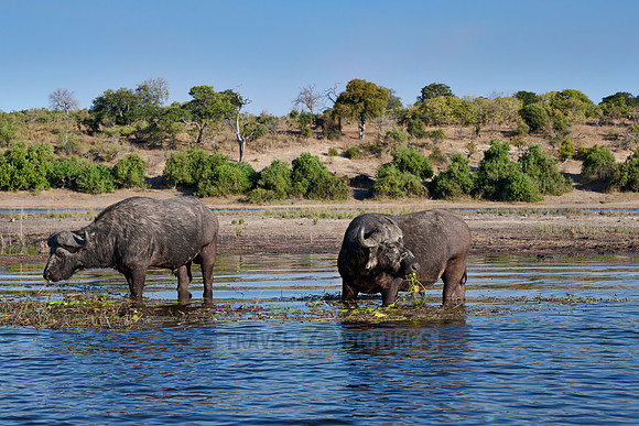 African buffalo (Syncerus caffer) feeding at Chobe River