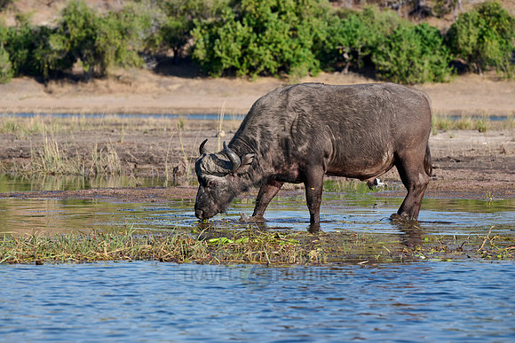African buffalo (Syncerus caffer) feeding at Chobe River