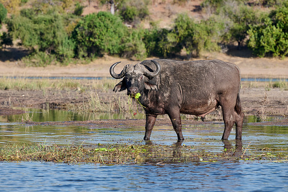 African buffalo (Syncerus caffer) feeding at Chobe River