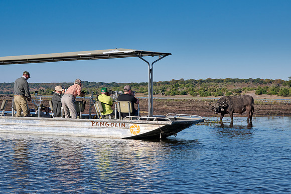 Safari boat watching African buffalo (Syncerus caffer) feeding at Chobe River