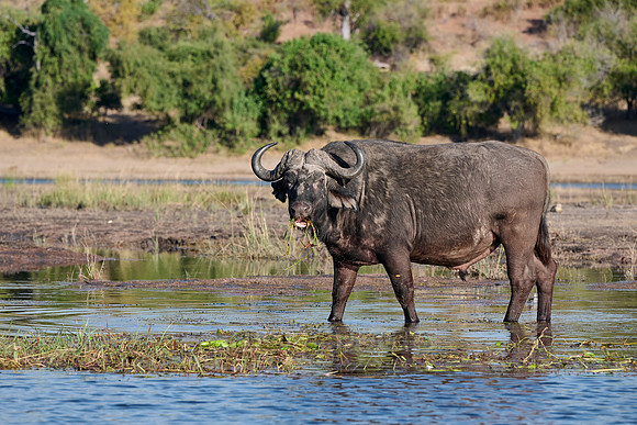 African buffalo (Syncerus caffer) feeding at Chobe River