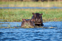 Hippo (Hippopotamus amphibius)