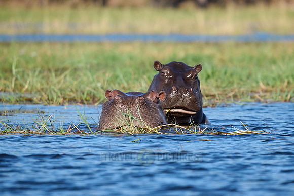 Hippo (Hippopotamus amphibius)