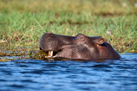 Hippo (Hippopotamus amphibius)