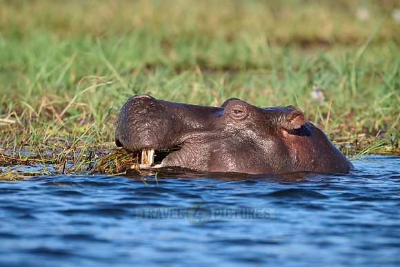 Hippo (Hippopotamus amphibius)