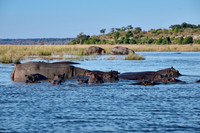 Hippo (Hippopotamus amphibius)