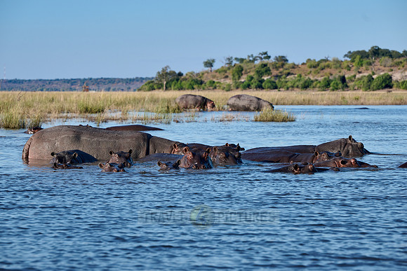 Hippo (Hippopotamus amphibius)