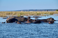 Hippo (Hippopotamus amphibius)