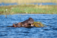 Hippo (Hippopotamus amphibius)