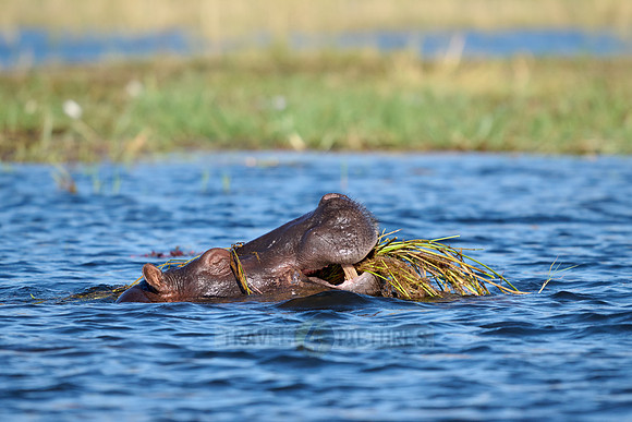 Hippo (Hippopotamus amphibius)