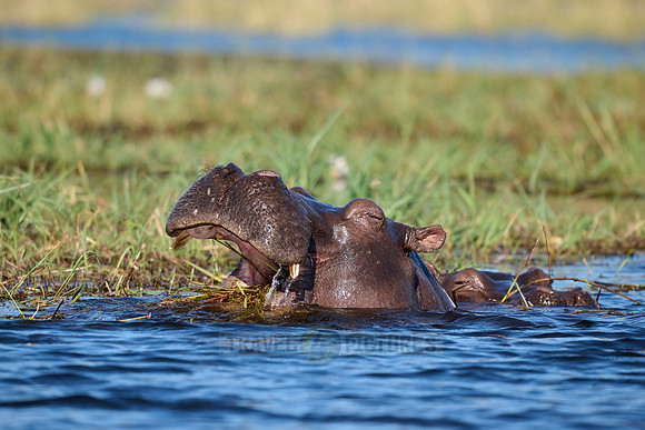 Hippo (Hippopotamus amphibius)